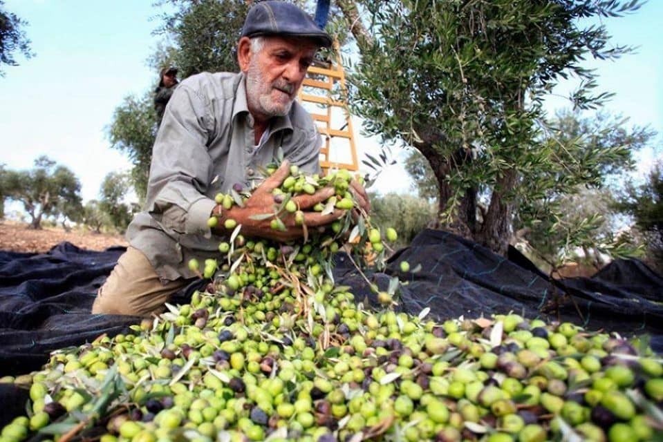 "فزعة زيتون"..الشبيبة الشيوعية بالناصرة تدعو لمساندة أهالي سلفيت بموسم قطف الزيتون