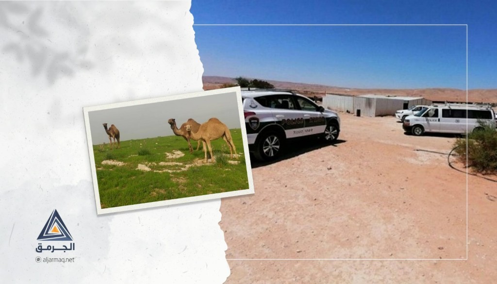 تربية الجمال في النقب..مصدر رزق وتراث بدوي فلسطيني يواجه تضييقات إسرائيلية